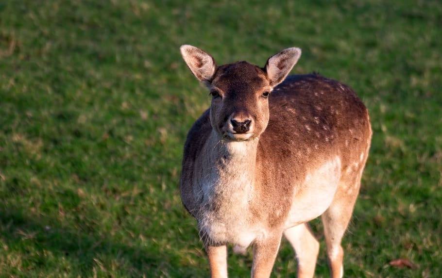 deer-public-domain-gameznet-00008