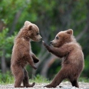 Bear Cubs