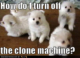 Funny Dog and Puppy Memes