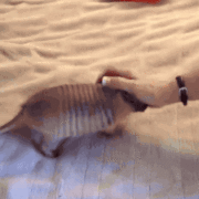 Armadillo Animated Gifs download for free